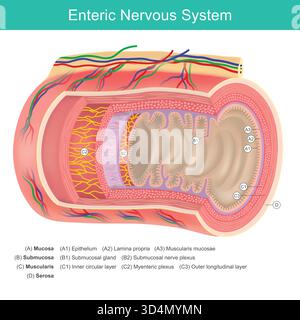 Sistema nervoso enterico e anatomia parete intestinale. Sistema nervoso enterico e anatomia parete intestinale. Sezione trasversale dettagliata della parete intestinale. Illustrazione Vettoriale