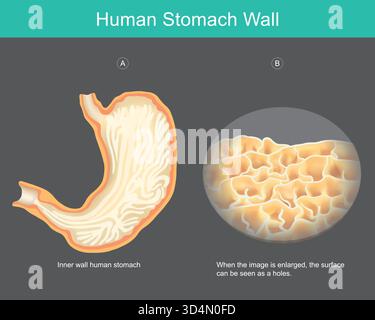 Anatomia della parete dello stomaco umano. Questo diagramma illustra l'anatomia interna della parete dello stomaco umano. A sinistra (A) Illustrazione Vettoriale