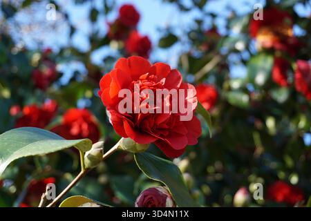 fiori rossi primaverili camelia in fiore. flora stagionale nei giardini del parco Foto Stock