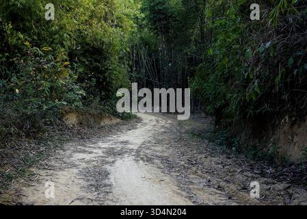 Percorso tortuoso di sterrato attraverso una lussureggiante foresta di bambù verde Foto Stock
