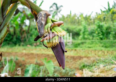 Primo piano di un cuore di banana (bocciolo di fiori) in un ricco colore viola, con i bratti inferiori sollevati per rivelare piccole e giovani banane verdi Foto Stock