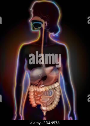 L'apparato digerente. Digestivo 016240 023 Foto Stock