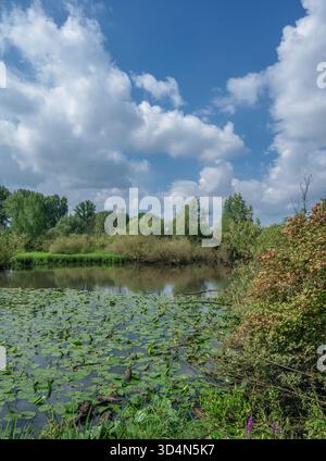 Biotopo umido nella riserva naturale di Urdenbacher Kämpe presso il fiume Reno Floodplain, Düsseldorf, Germania Foto Stock
