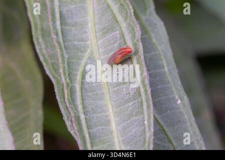 Mosca di fico africano (Zaprionus indianus) ravvicinare macro su foglia nel giardino, una specie di mosca di aceto, Egitto Foto Stock