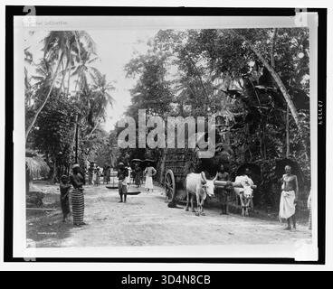 Titolo: Scena stradale, Ceylon Abstract: La fotografia mostra le persone su una strada attraverso una vegetazione lussureggiante, interrompendo i loro viaggi per il fotografo, inoltre, un carro trainato da due buoi e un uomo con un palo a spalla da cui sono appesi due ampi vassoi. Descrizione fisica: 1 stampa fotografica: Albume, montato su carta. Note: Skeen & Co.; Skeen & Co. 1303.; fa parte di: Frank and Frances Carpenter Collection (Biblioteca del Congresso).; titolo da elemento. Foto Stock
