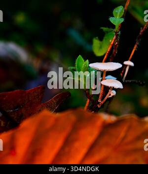 piccoli funghi bianchi che crescono su sottili steli di legno nella foresta di conifere con foglie cadute intorno e piccoli germogli verdi. Foto Stock