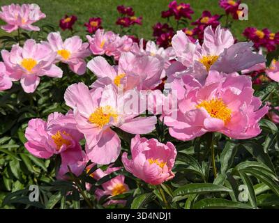 Fiori rosa di peonie nel giardino primaverile Foto Stock