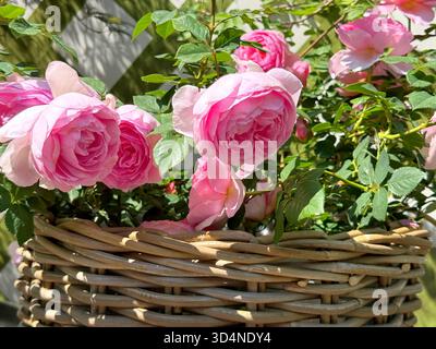 Rosa graziose rose nel cestino. Foto Stock