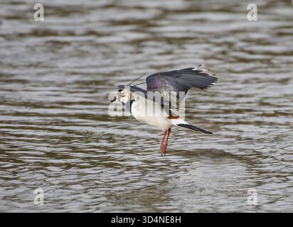 Northern lapwing Vanellus vanellus, maschio in volo, in nidificazione, in procinto di scendere in piscina poco profonda, Tyne and Wear, Inghilterra, Regno Unito, marzo. Foto Stock