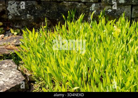 San Gallo, Svizzera, 13 maggio 2025 Iris lacustris o pianta di Iris di lago nano presso il giardino botanico Foto Stock