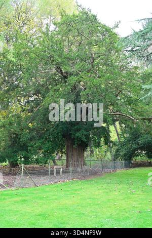 Antico albero di tasso presso le rovine dell'abbazia di Dryburgh, Melrose, Scozia, Regno Unito, novembre Foto Stock