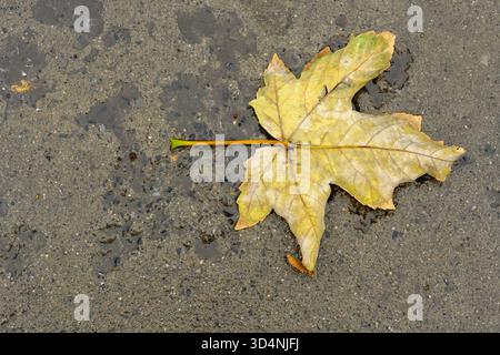 Foglia d'acero singola gialla su asfalto bagnato, foglia d'autunno su cemento grigio, variazione stagionale: Giallo Fall Leaf After Rain, primo piano di un Sycamo Foto Stock