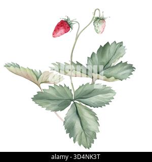 Composizione con rami di fragola selvatica e fiore bianco . Illustrazione ad acquerello disegnata a mano di foglie verdi di fragole del bosco e rosso selvatico Foto Stock