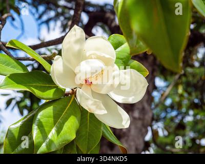 Fiore di magnolia primo piano su un albero nel parco di Tsinandali Estate il giorno d'estate, Georgia Foto Stock
