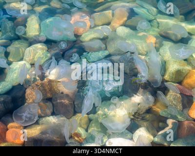 pebble fondale del Mar Nero e meduse in acqua vicino alla spiaggia di Batumi City, Georgia, durante il soleggiato giorno estivo Foto Stock