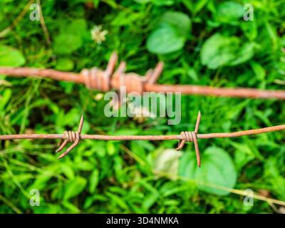 Spine e picchi su arrugginito filo spinato d'acciaio e erba verde sul prato dietro la recinzione sullo sfondo, Georgia Foto Stock