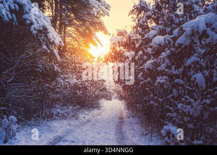 Foggy and frosty winter forest with foot path at sunset time. Illak forest, Pannonhalma in Hungary Foto Stock