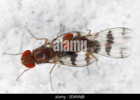 Chymomyza è un genere di mosche di aceto (insetti della famiglia Drosophilidae). Accoppiare individui sul muro di una casa. Foto Stock
