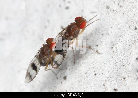 Chymomyza è un genere di mosche di aceto (insetti della famiglia Drosophilidae). Accoppiare individui sul muro di una casa. Foto Stock