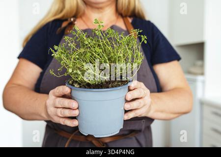 La cuoca donna tiene la pianta in vaso di fiori in mano, rifinisce il timo speziato alle erbe per cucinare Foto Stock