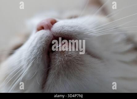 Primo piano del naso carino di un gatto Foto Stock