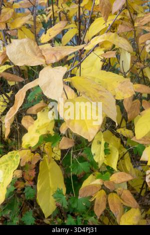 Fogliame autunnale giallo brillante di un'allspezia della Carolina, Calycanthus floridus in un giardino, tardo Octobe Foto Stock