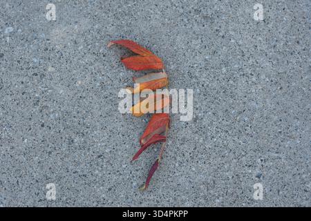 Ramificazione con foglie gialle e arancioni disposte verticalmente sul cemento. Foto Stock