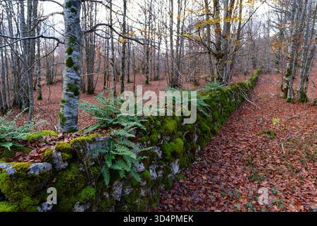 Paesaggio autunnale al "muro della Navarrese" nella Sierra de Entzia nella provincia di Álava. Paesi Baschi. Spagna. Europa Foto Stock