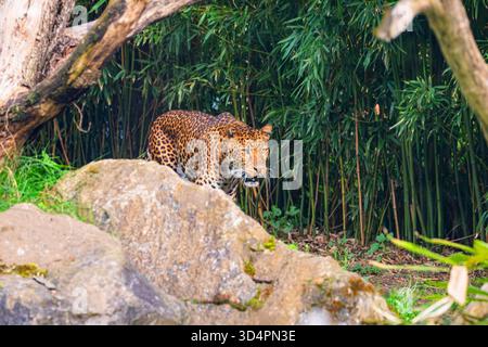 Leopardo di Giava maschile Panthera pardus melas di Giava, Indonesia. ritratto di un grande leopardo maculato rosso sullo sfondo di alberi e cespugli. Molto Foto Stock