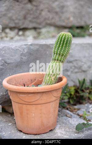 Alto e piccante cactus verde sorge da una pentola di terracotta contro un muro di pietra, trasmettendo resilienza e bellezza naturale in un ambiente all'aperto soleggiato. Foto Stock
