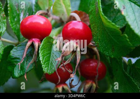 Un gruppo di bacche rosse su una verdeggiante macchia verde. Le bacche sono mature e pronte per essere raccolte Foto Stock