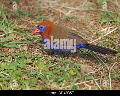 Single maschio Grenadier viola (GRANATINA ianthinogaster) specie comuni di strildid finch che si nutrono di semi d'erba - Masai Mara Conservancy, Kenya, Africa Foto Stock