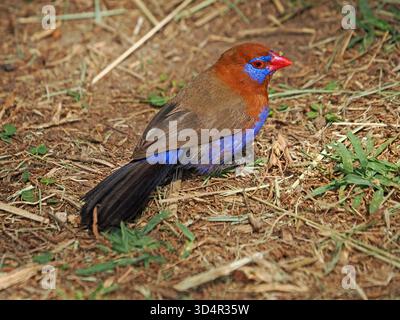 Single maschio Grenadier viola (GRANATINA ianthinogaster) specie comuni di strildid finch che si nutrono di semi d'erba - Masai Mara Conservancy, Kenya, Africa Foto Stock
