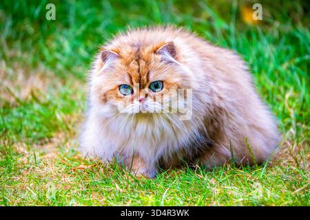Soffice gatto britannico Longhair con occhi verdi luminosi seduto su un'erba lussureggiante in un giardino in una giornata di sole Foto Stock