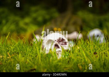 Teschio umano giacente nell'erba verde - concetto simbolico di mortalità e natura Foto Stock