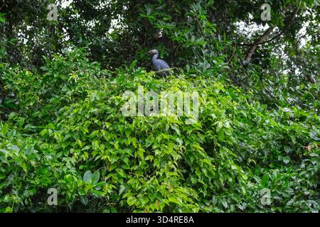 Tortuguero, Costa Rica - 30 ottobre 2025: A Little Blue Heron nel Parco Nazionale di Tortuguero in Costa Rica. Foto Stock