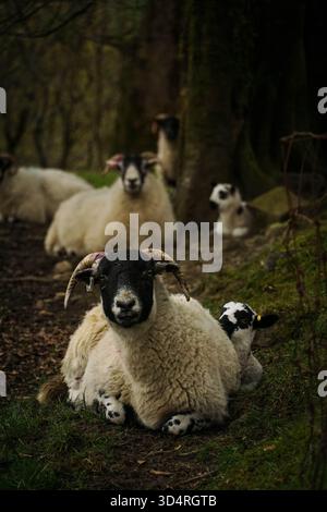 Branco di pecore Blackface scozzesi che riposa a terra in un ambiente buio e boscoso vicino a Loch Goil, Scozia Foto Stock