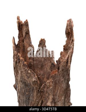 Primo piano di un ceppo d'albero con isolamento aspro su sfondo bianco Foto Stock