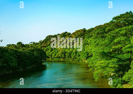 Fiume panoramico che scorre accanto a una lussureggiante foresta verde sotto un cielo azzurro. Foto Stock