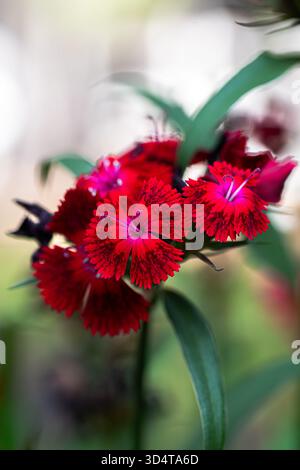 Un'immagine macro da sogno di un vivace fiore rosa di Dianthus (Sweet William) con uno sfondo morbido e fuori fuoco che crea un bellissimo bokeh dai colori vivaci. Foto Stock