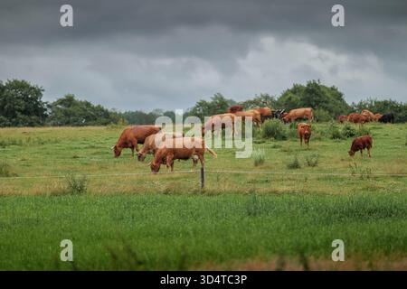Mucche rosse in un pascolo in una giornata nuvolosa circondata dal verde. Sfondo sfocato. Splendido paesaggio rurale. Sfondo sfocato. Foto Stock