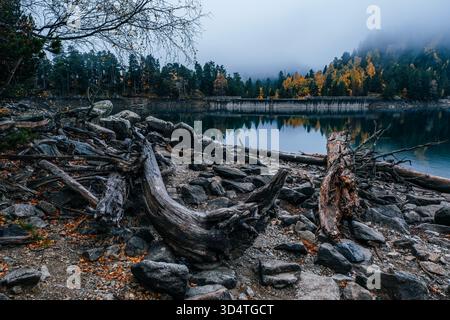 Foggy Lake Sant Maurici, Driftwood on Rocky Shore, Autumn Forest Colors, Misty Mountains, Aiguestortes National Park, Pirenei, Catalogna, Spagna Foto Stock