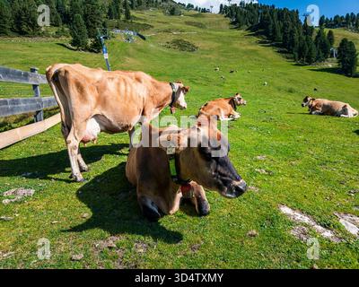 Mucche che pascolano liberamente su un alpeggio vicino all'Acherkogel nelle Alpi dello Stubai a Hochoetz, Oetz, valle di Oetz, Tirolo, Austria. Foto Stock