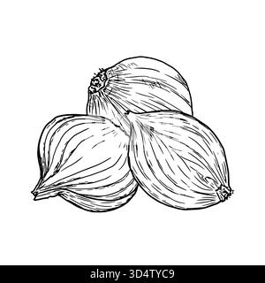 Cipolla, intera e tagliata in anelli e fette, disegnare. Illustrazione vettoriale. Verdure e spezie di fattoria, isolate su sfondo bianco. Per le ricette, uomini Illustrazione Vettoriale