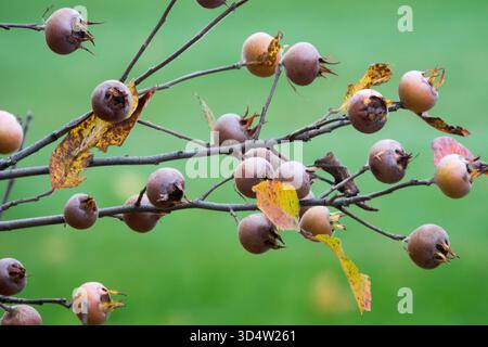 Comuni frutti di Medlar Mespilus germanica sui rami in autunno Foto Stock