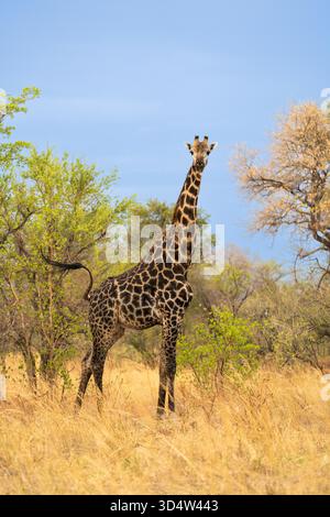 Giraffa (Giraffa camelopardalis) in piedi nella savana africana guardando la macchina fotografica. Grande animale adulto. Zimbabwe Foto Stock