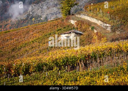 Vigneti colorati, campi terrazzati di vino. Colori autunnali dei vigneti situati nella valle del Rodano, Svizzera, Europa Foto Stock