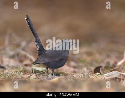 Black Scrub-robin - Cercotrichas podobe Foto Stock
