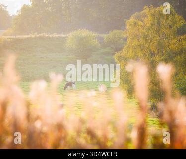 Diverse mucche pascolano pacificamente in un lussureggiante campo verde fuori Gothenburg, Svezia. La calda luce dorata esalta la tranquilla scena della campagna. Foto Stock