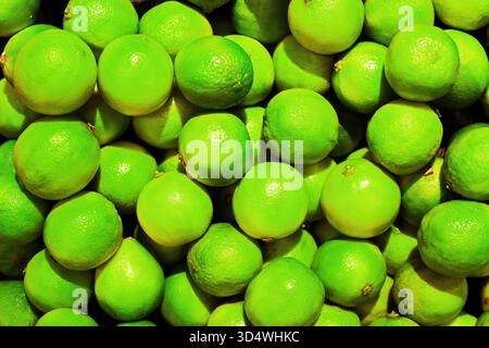 Una vivace vista ravvicinata a tutto campo di un'ampia pila di agrumi di lime verde appena raccolti con una pelle ruvida. Foto di alta qualità Foto Stock